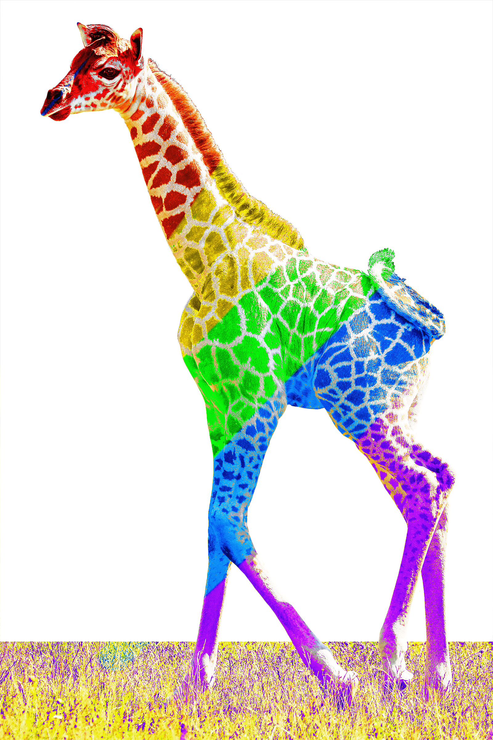 Chromatic Giraffe project