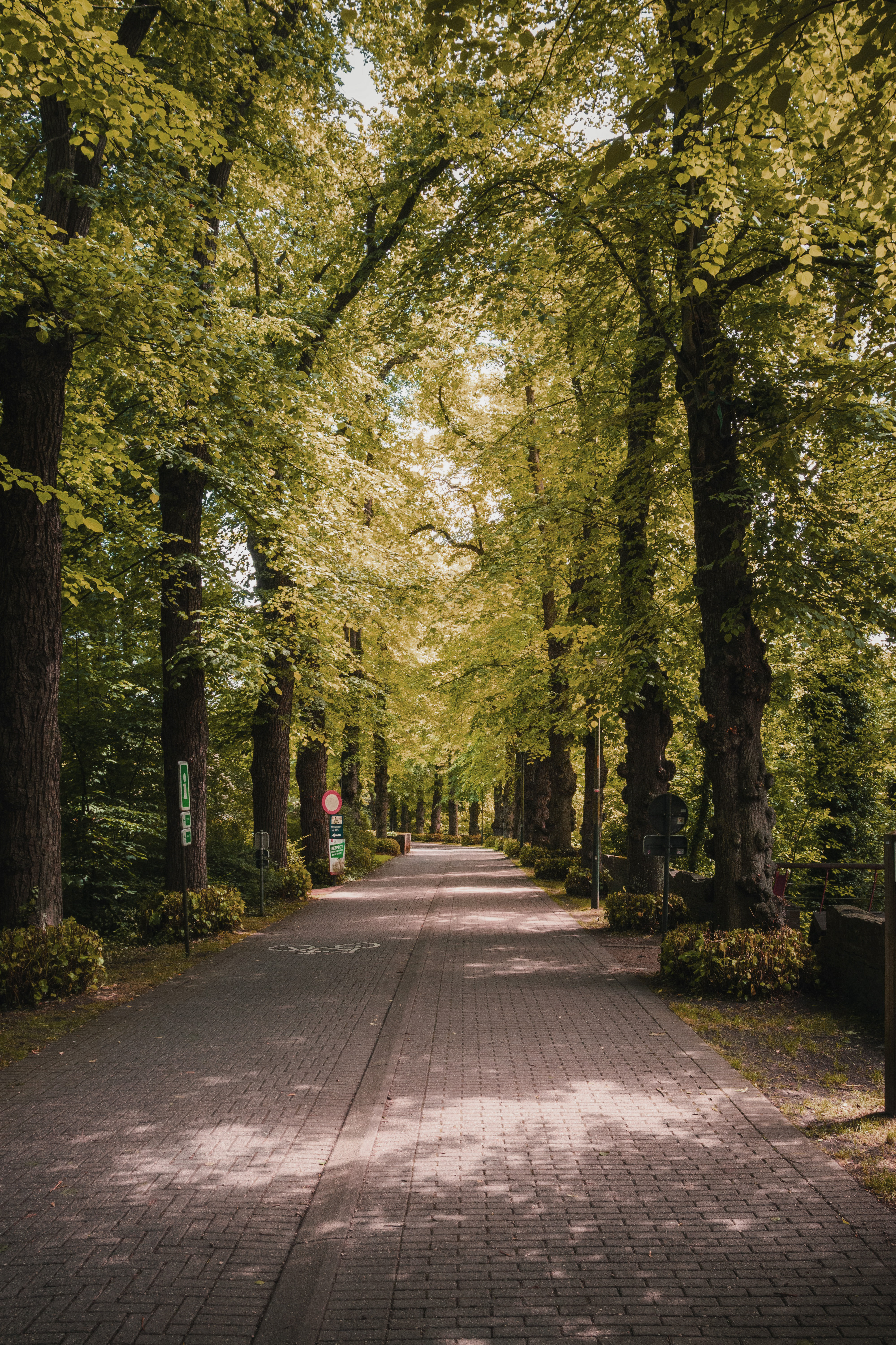 Peaceful green tree-lined path